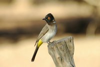 : Pycnonotus nigricans; African Red-eyed Bulbul