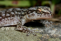 : Afrogecko porphyreus; Marbled Leaf-toed Gecko
