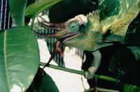 : Chamaeleo jacksonii xantholophus; Jackson's Chameleon