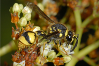 : Eumenes sp.