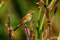 Chestnut-eared Bunting 赤胸鵐