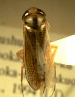 Hesperocorixa distanti hokensis