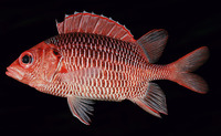 Sargocentron violaceum, Violet squirrelfish: