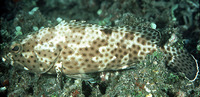 Epinephelus howlandi, Blacksaddle grouper: fisheries, aquarium
