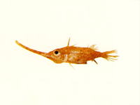 Halimochirurgus centriscoides, Longsnout spikefish: