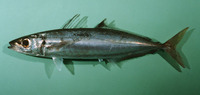 Decapterus muroadsi, Amberstripe scad: fisheries, bait