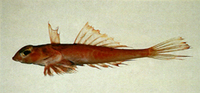 Foetorepus masudai, : fisheries