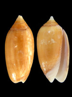 Oliva flammulata f. castanea