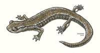 Image of: Hydromantes platycephalus (Mount Lyell salamander)