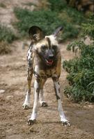 Lycaon pictus - African Wild Dog