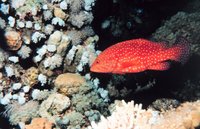 Cephalopholis miniata - Coral hind
