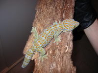 Gekko gecko - Tokay Gecko