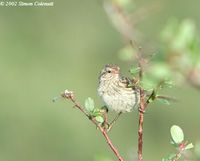 Pink-tailed Rosefinch - Urocynchramus pylzowi