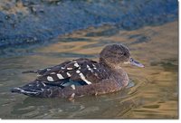 African Black Duck - Anas sparsa