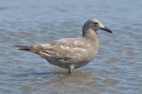 Gray Gull - Larus modestus