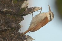 Narrow-billed Woodcreeper - Lepidocolaptes angustirostris