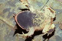 : Proceratophrys melanopogon