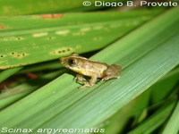 : Scinax argyreornatus; Rio Mutum Snouted Treefrog
