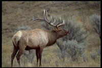 : Cervus elaphus; Elk, Wapiti, Red Deer