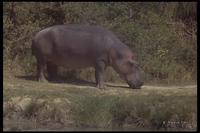 : Hippopotamus amphibius; Hippopotamus