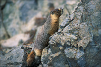 : Marmota flaviventris; Yellow-bellied Marmot