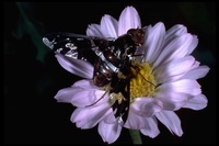 : Exoprosopa calyptera; Bee Fly