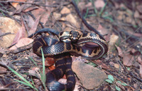 : Hoplocephalus stephensi; Stephens Banded Snake