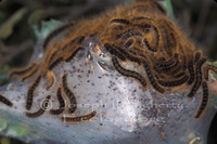 : Malacosoma californicum; Western Tent Caterpillar