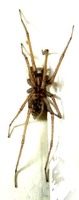 : Tegenaria agretis; Hobo Spider