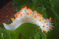 : Triopha catalinae; Sea-clown Triopha