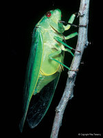 Greengrocer Cicada