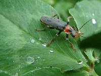 Cantharis fusca - Soldier beetle