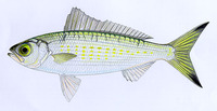 Arripis georgianus, Australian ruff: fisheries, gamefish