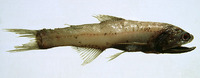 Lampanyctus crocodilus, Jewel lanternfish: fisheries
