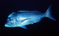 Dentex gibbosus, Pink dentex: fisheries, gamefish