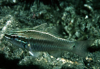 Apogon hartzfeldii, Hartzfeld's cardinalfish: fisheries, aquarium