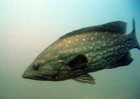 Mycteroperca acutirostris, Comb grouper: fisheries, gamefish