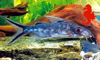 Synodontis pleurops, Congo squeaker: aquarium