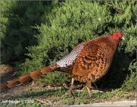 Ijima Copper Pheasant Syrmaticus soemmerringii ijimae