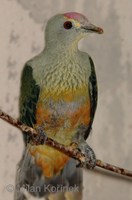 Ptilinopus regina - Rose-crowned Fruit-Dove