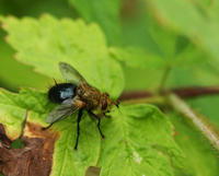 Image of: Tachinidae (tachinid flies)