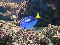 Paracanthurus hepatus - Blue Surgeonfish