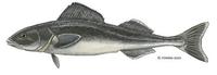 Image of: Anoplopoma fimbria (sablefish)