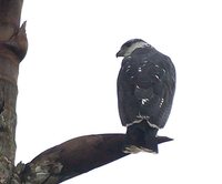 Gray-backed Hawk - Leucopternis occidentalis