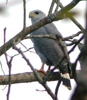 Gray Hawk - Asturina nitida