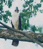 Collared Forest-Falcon (Micrastur semitorquatus) photo