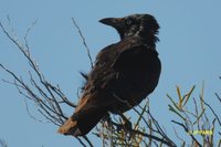 Torresian Crow - Corvus orru