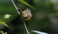 Golden-crowned Warbler - Basileuterus culicivorus