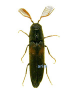 미기록 어리방아벌레 - Isorhipis foveata
