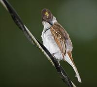 Loggerhead flycatcher (Puerto Rican race, Tyrannus caudifasciatus taylori)